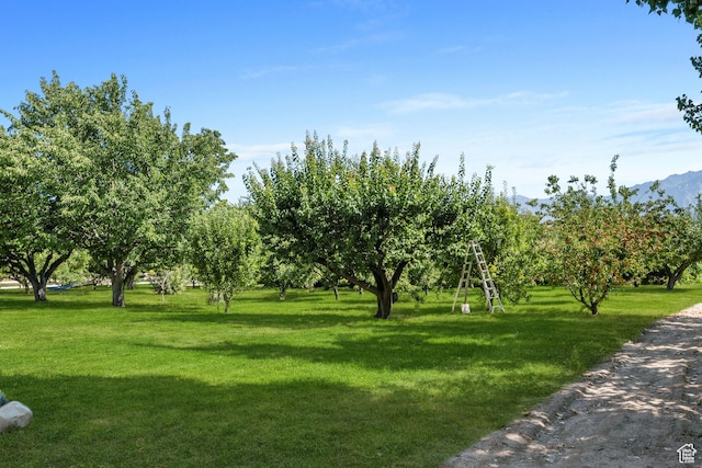 view of home's community with a lawn