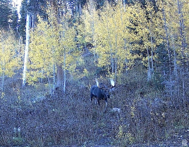 view of local wilderness