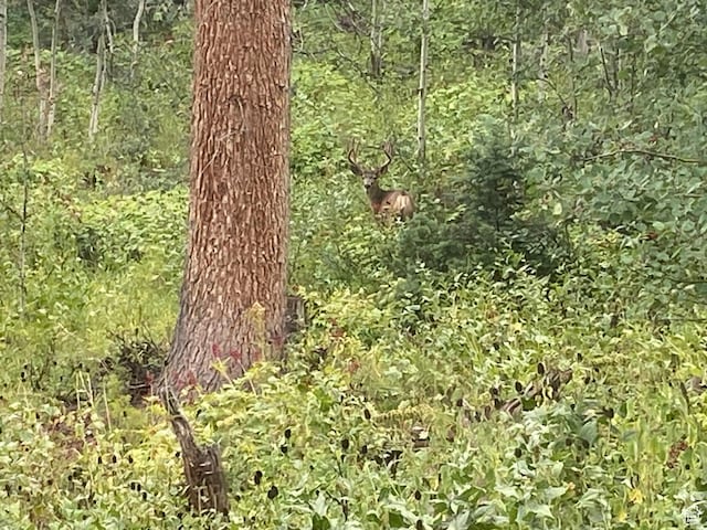 view of wooded area