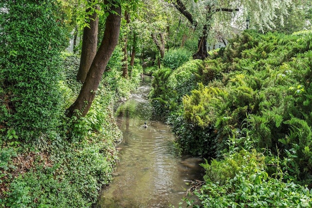 view of local wilderness