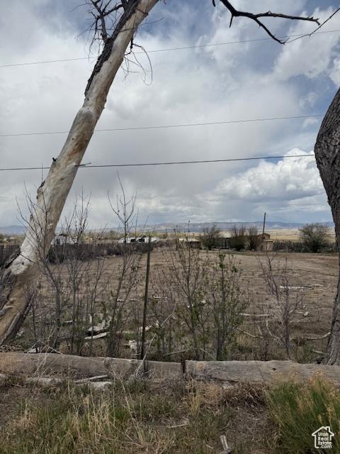 view of local wilderness