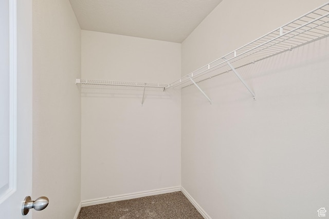 spacious closet featuring carpet flooring