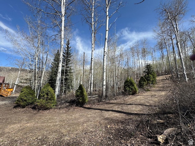 view of local wilderness