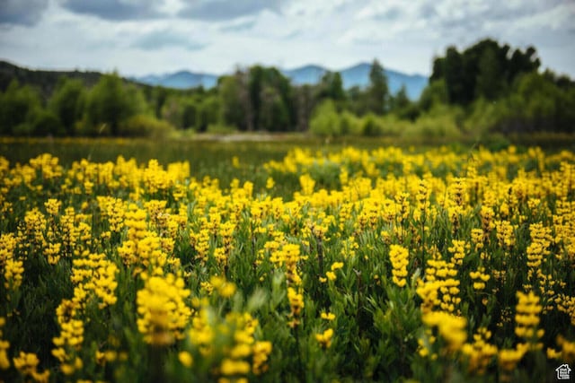 view of local wilderness featuring a mountainous background