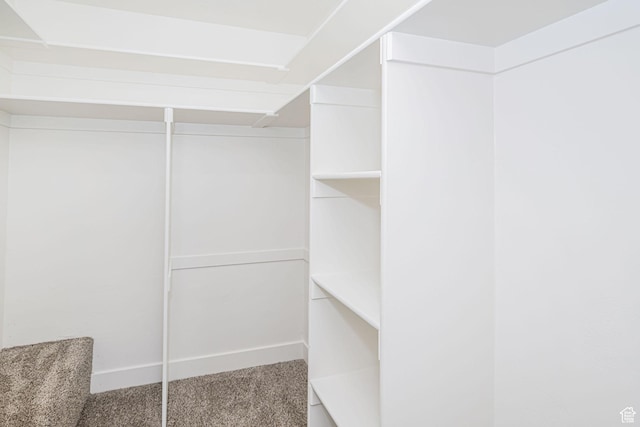 walk in closet with carpet flooring