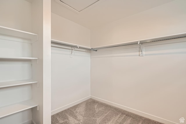 spacious closet featuring carpet floors