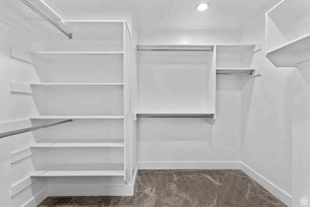 spacious closet featuring carpet