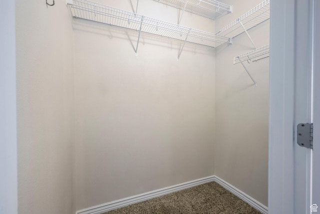walk in closet with carpet flooring