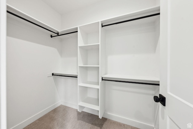 spacious closet featuring carpet