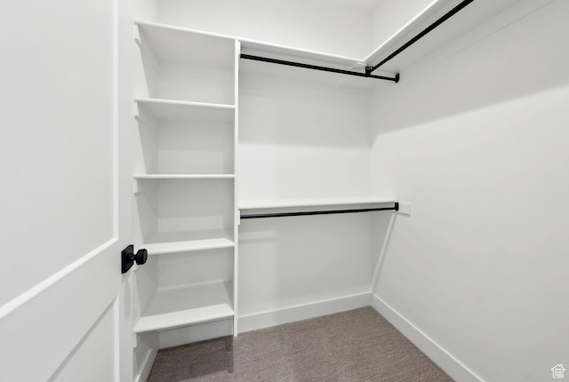 spacious closet featuring carpet flooring