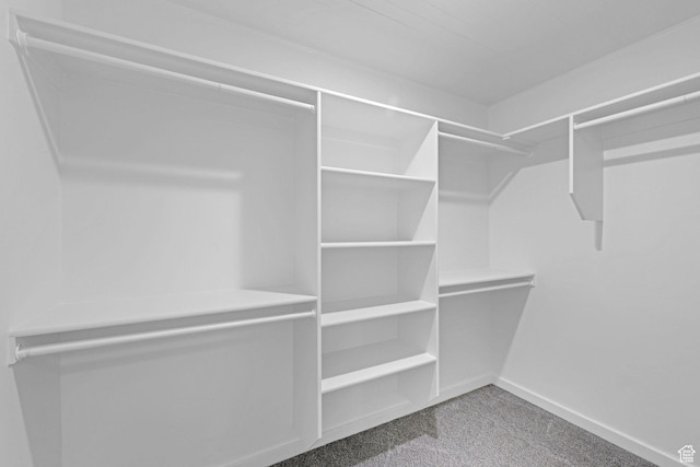 walk in closet with carpet flooring