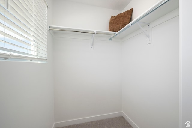 walk in closet with carpet flooring
