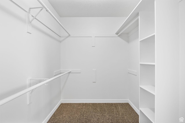 walk in closet featuring carpet flooring