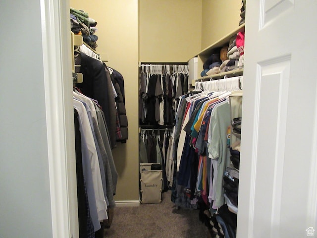 walk in closet featuring carpet floors