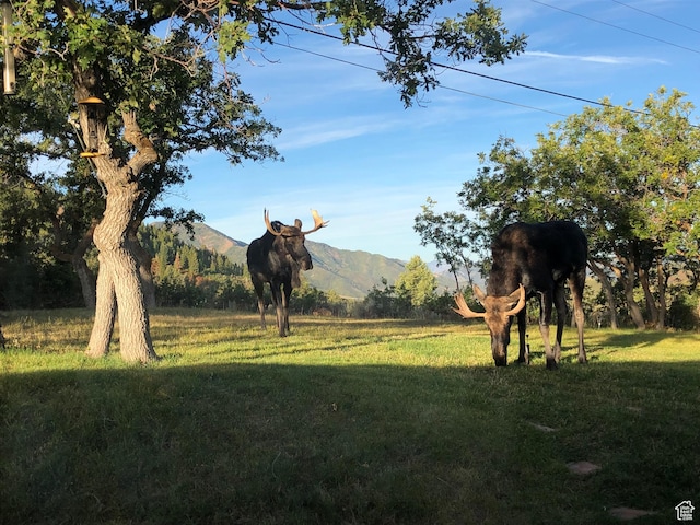 360 Crestview Dr, Park City, UT 84098 - view of grassy yard with a mountain view