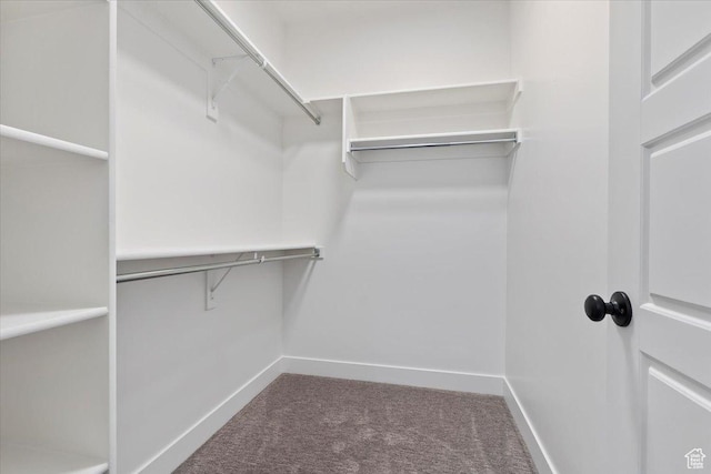 walk in closet with carpet floors