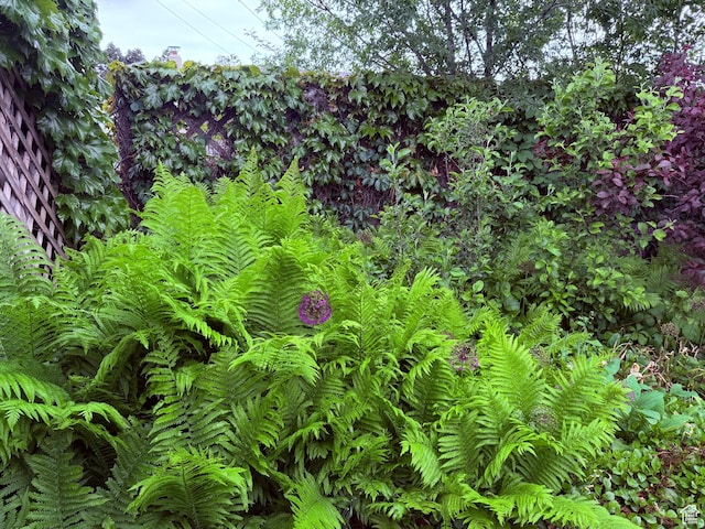 view of undeveloped land