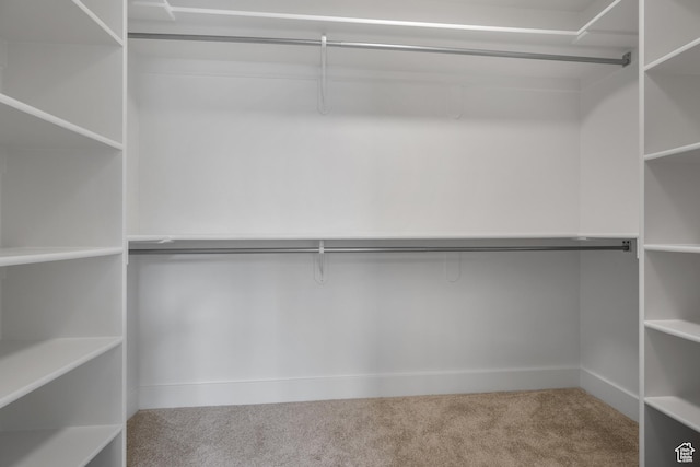 spacious closet featuring carpet