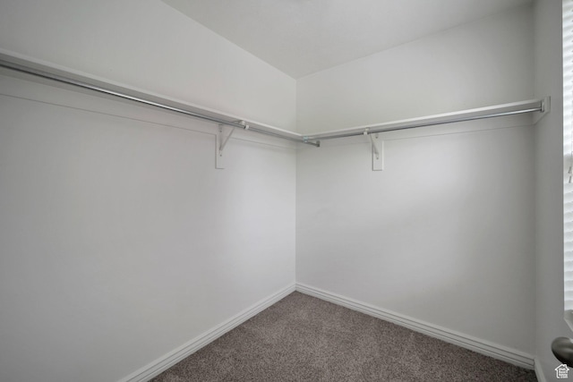 walk in closet with carpet