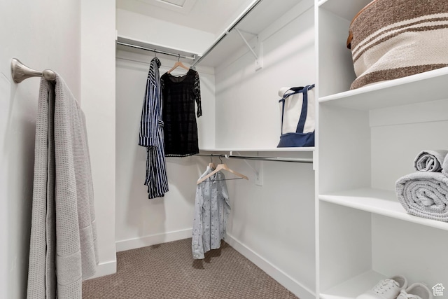 spacious closet featuring carpet flooring
