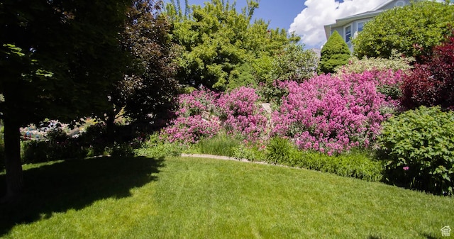 3139 N 800 E, North Ogden, UT 84414 - view of green lawn