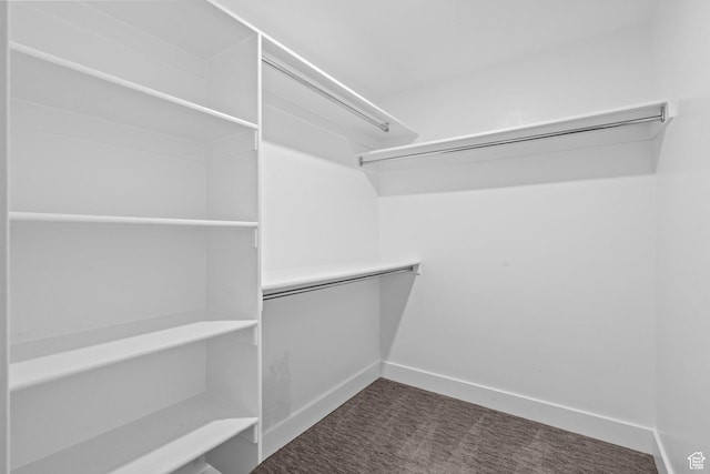 walk in closet featuring carpet
