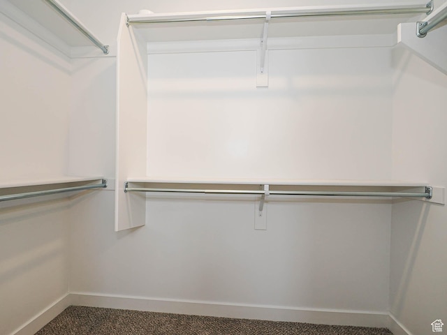 spacious closet featuring carpet floors