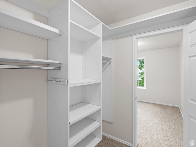 walk in closet featuring carpet flooring