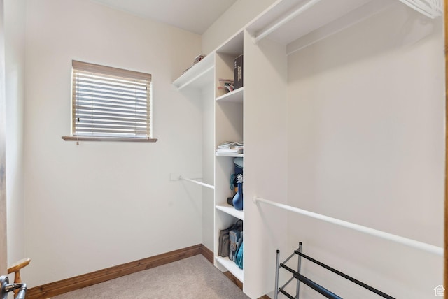 walk in closet with carpet flooring