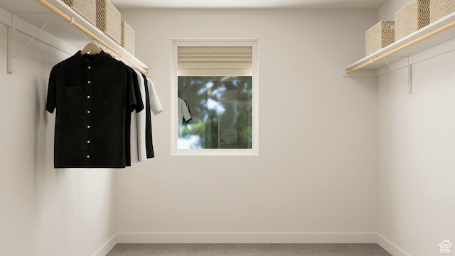 walk in closet with carpet floors
