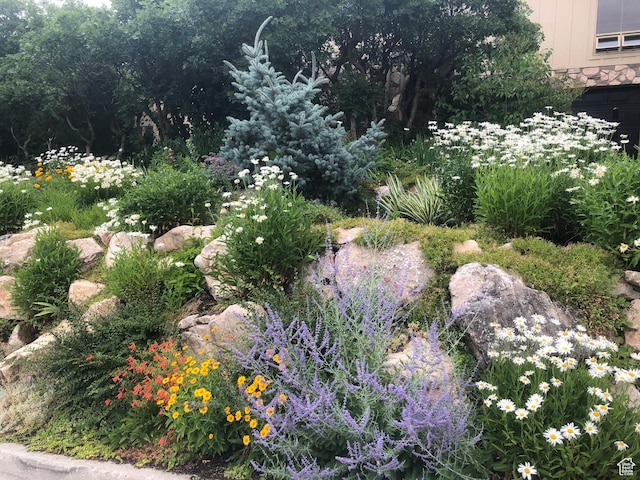 4517 S Abinadi Rd, Millcreek, UT 84124 - view of yard