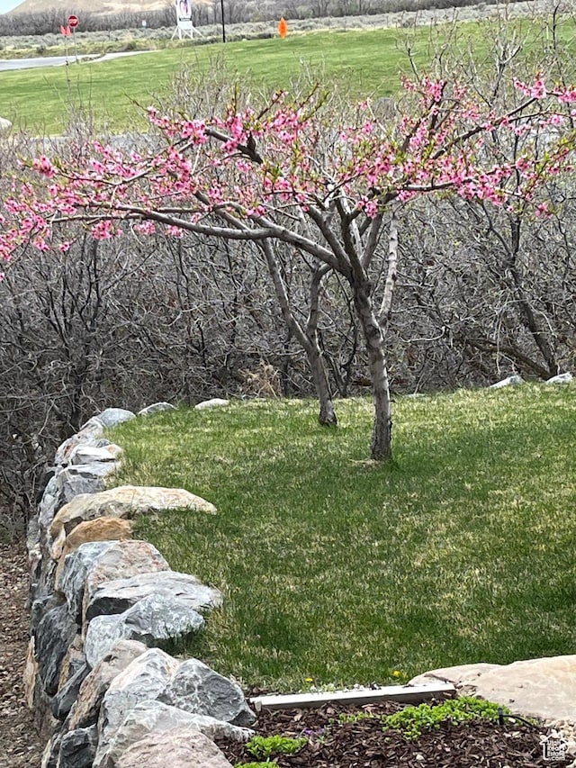 12137 N Montrose Dr, Highland, UT 84003 - view of green lawn