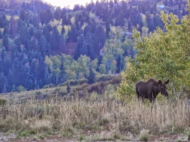 2422 S Valley View Cir, Coalville, UT 84017 - view of tree filled area