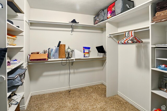 2865 W 3600 N, Farr West, UT 84404 - walk in closet featuring carpet floors
