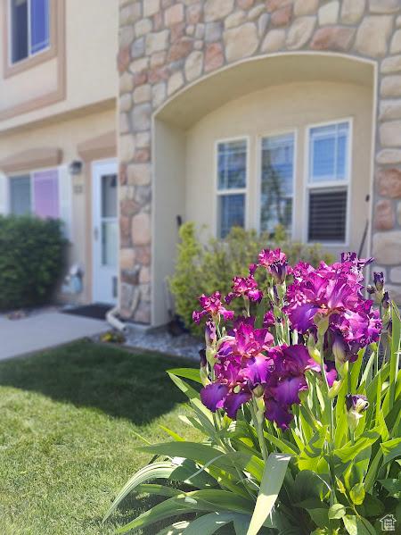 1587 N 565 W Unit 101, Logan, UT 84341 - entrance to property with stone siding, a yard, and stucco siding