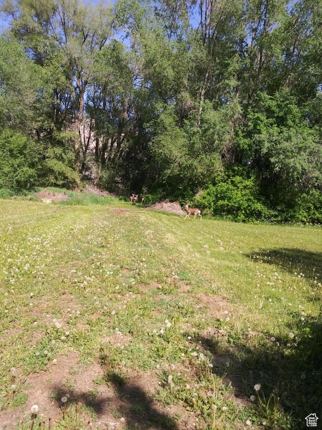110 S Wall Ave E, Ogden, UT 84404 - view of grassy yard