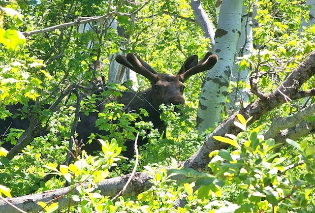Middle Fork Rd, Huntsville, UT 84317