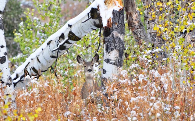 Middle Fork Rd, Huntsville, UT 84317