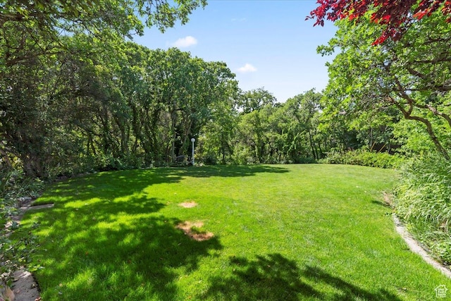 4560 S Wallace Ln, Holladay, UT 84117 - view of grassy yard featuring a forest view