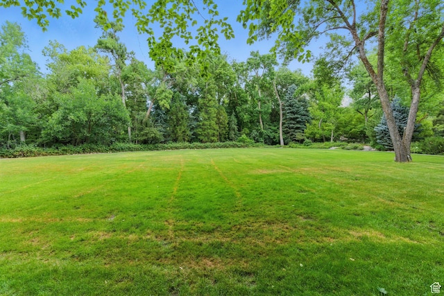 6033 S 2300 E, Holladay, UT 84121 - view of green lawn