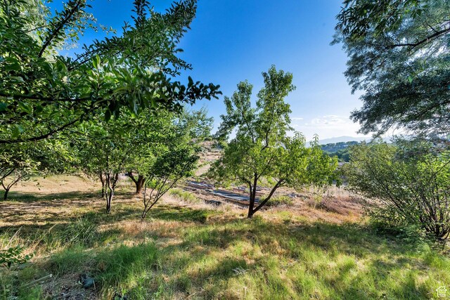 2313 N 850 E, Lehi, UT 84043 - view of yard