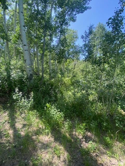2160 S Aspen Ridge Dr, Coalville, UT 84017 - view of tree filled area