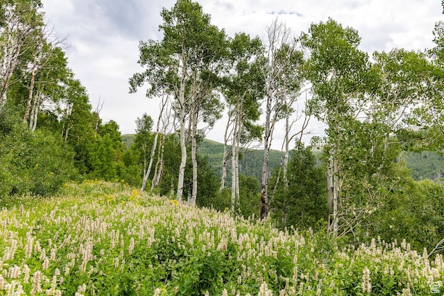 Midway, UT 84049 - photo 60