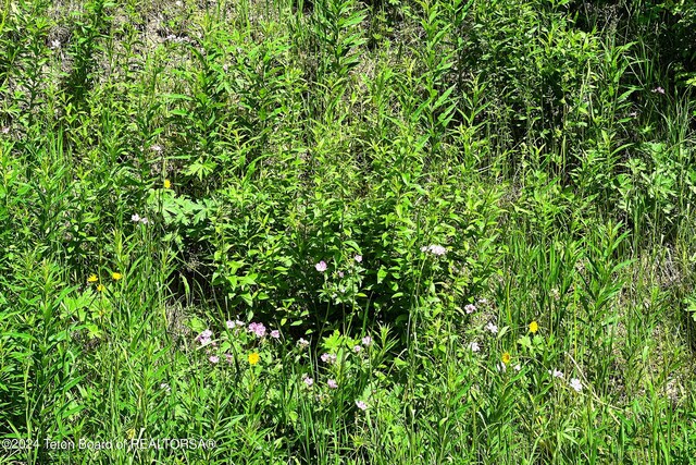 6620 Lupine Trl, Wilson, WY 83014 - photo 9