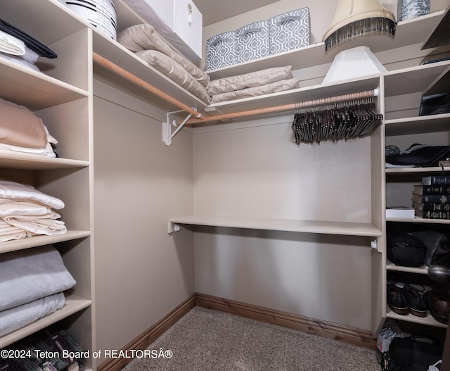 walk in closet with carpet flooring