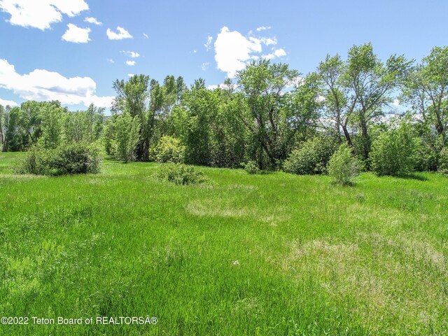 view of local wilderness