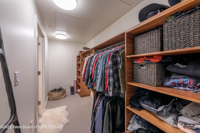 walk in closet with carpet floors