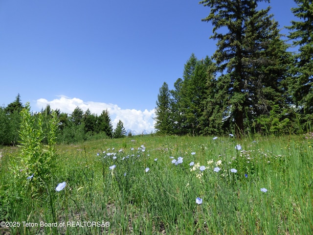 view of local wilderness