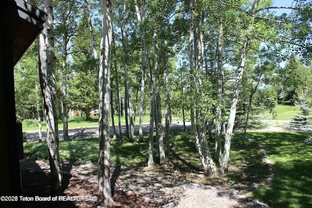 view of local wilderness
