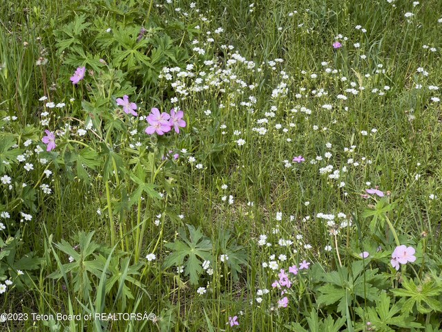 Rodeo Rd, Jackson, WY 83001 - photo 23